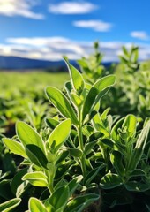 Fresh sage growing in a field on a nice sunny day.