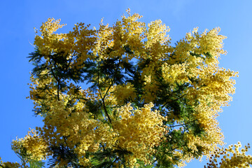 Ramo giallo di Mimosa al vento con sfondo cielo azzurro