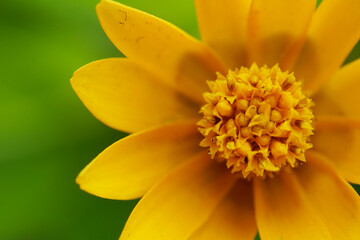 flowers in the garden