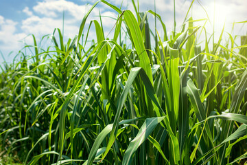 Fototapeta premium Tall sugar cane stalks in a sunlit field, vibrant green leaves, close-up on the fibrous texture, symbolizing natural sweetness and agriculture 