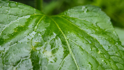 close up photo of wet green leaf after rain, natural background concept