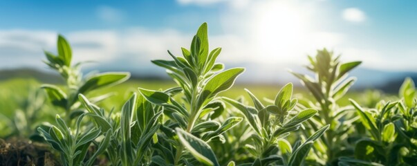 Fresh sage growing in a field on a nice sunny day. - obrazy, fototapety, plakaty
