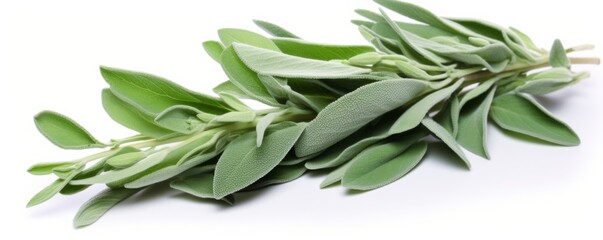 Fototapeta premium Fresh sage on a white background.
