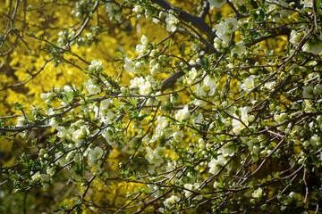 Twigs with small white flowers Philadelphus in spring