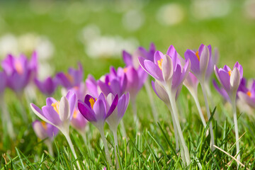 purple crocus flowers in the green grass