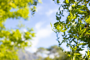 Sunlight filters through vibrant green leaves against a clear blue sky with copy space
