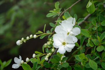 Green background with white flower the Philadelphus or mock orange shrub