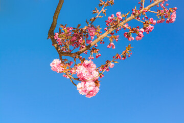 Several pink sakura flowers on a curved branch against a blue sky background