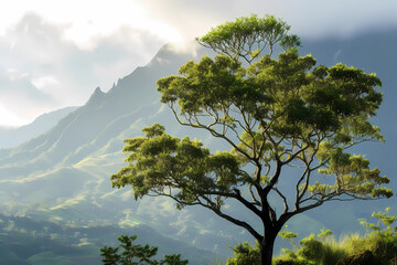 Tualang tree (Koompassia excelsa) - Southeast Asia - Towering emergent trees found in tropical rainforests. They can reach heights of up to 80 meters and provide habitat for bees and other wildlife 