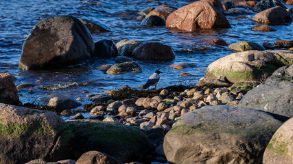 Twilight's Visitor: The Enigmatic Corvus cornix