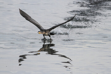 Big cormorant takeoff