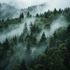 A view of the fog in the forest. Beautiful nature.