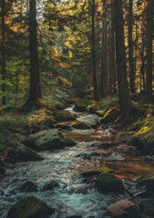 Obraz premium A natural stream in the middle of a beautiful forest.