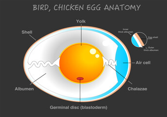 Bird, chicken egg diagram. Egg anatomy labeled. Cross section. Yolk, albumen, chalaza. Detailed birds, chickens reproductive system. Simple annotated. Dark, black background. Vector illustration