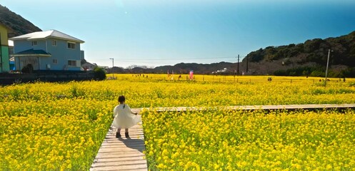  Landscape with field of yellow rapeseed flowers and sky. Japan.