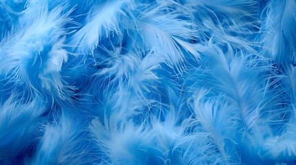 Close up of Bright Blue feather Abstract background texture.
