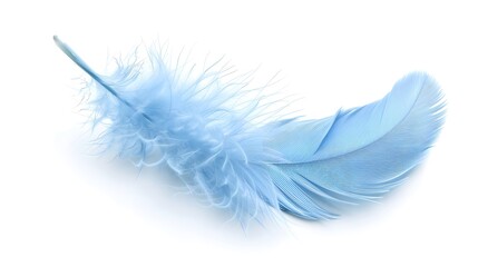 Single soft blue feather isolated on white background. Abstract texture. copy space, wallpaper, banner.