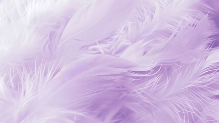 Fototapeta na wymiar Soft purple feather Abstract background texture. wallpaper, furry. copy space. 