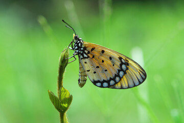 Butterflies land on leaves