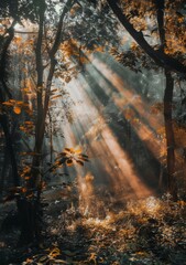 Fototapeta premium Sun rays shining through the trees in a beautiful forest.