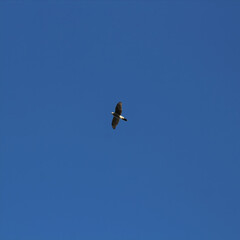 Hawk in flight with a blue sky