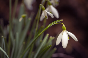 Snowdrops - perfect for a bouquet for her.