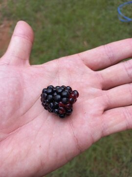 blackberry in hand, amora