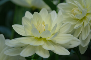 White Dahlia Flower