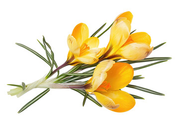 Obraz premium yellow crocus flowers isolated on white or transparent png