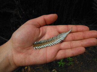 Hand holding fern fronds, fern New Zealand, silver fern leaves