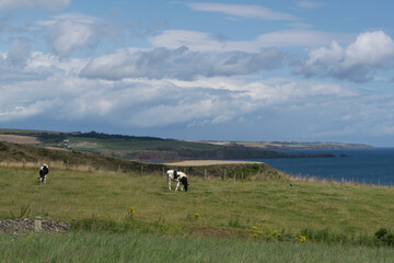 Fototapeta na wymiar Dalla scogliera a sud del porto per Dunnottar Castle Tornyhive Bay