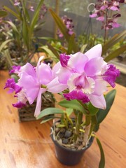 flowers in a pot, orkideas