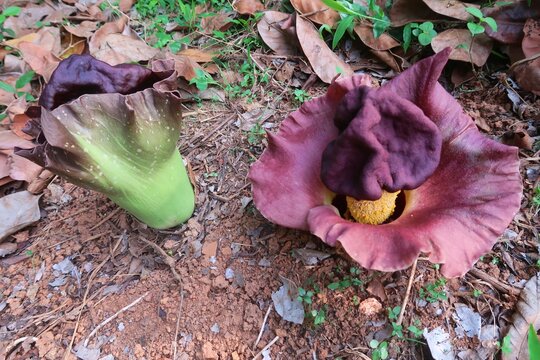 Elephant Yam flower bud in the agriculture farm
