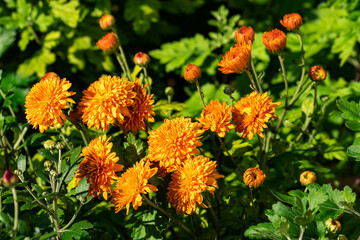 A variety of chrysanthemum plants.