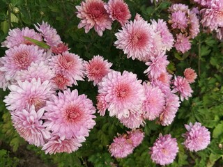 A variety of chrysanthemum plants.