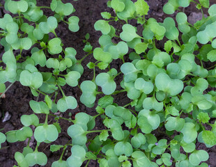 Radish seeds germination top view