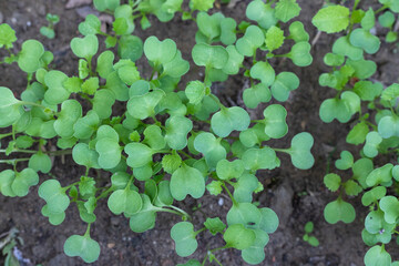Mustard crop growing in the farm