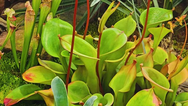 Close view of meat-eating pitcher plants with pan across
