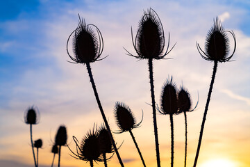 Silhouettes of dried Wild teasels (Dipsacus fullonum) a flowering plant with cones of spine-tipped hard bracts, prickly stem and leaves. Colorful blue yellow sky gradient background with light clouds.