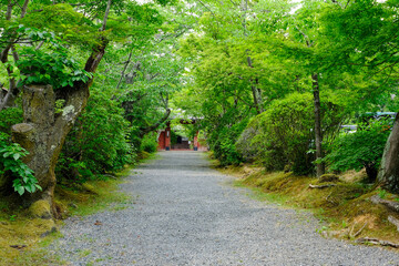 Fototapeta premium 京都鷹峯常照寺の参道