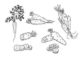 Set of hand drawn sketchy outline carrots. Doodle black contour whole vegetables and piece of, bunches on white background. Ideal for coloring pages, tattoo, pattern