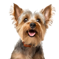 Cute Yorkshire Terrier breed dog isolated on transparent background,
