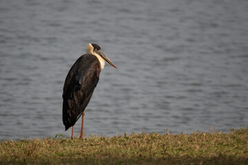 Woolly-necked Stork - Ciconia episcopus, large stork for Asian swamps and woodlands, Nagarahole Tiger Reserve, India. - 747424340