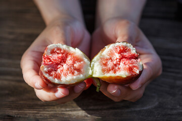 close-up woman hands open half ripe fresh fig fruit, The farmer checks the quality of the figs