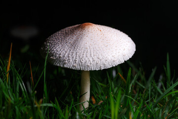wild white mushroom on the green grass lawn at night