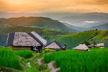 beautiful landscape Terraced green rice paddy field at sunset, Pa Pong Pieng, Chiang mai, Thailand