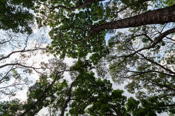 branches against blue sky