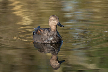 Frontal portrait of an adult male gadwall (Anas strepera) resting on the water - 747427368