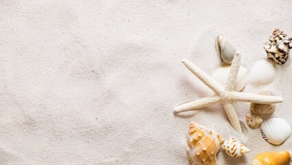 Fototapeta na wymiar seashells and starfish on the sand