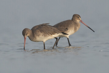 A pair of Black-tailed Godwit feeding at Eker coast of Bahrain